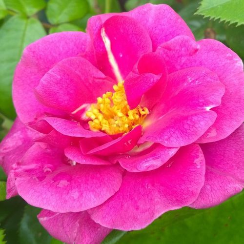 Diszkrét illatú rózsa - Rózsa - The Oddfellows Rose® - Online rózsa vásárlás